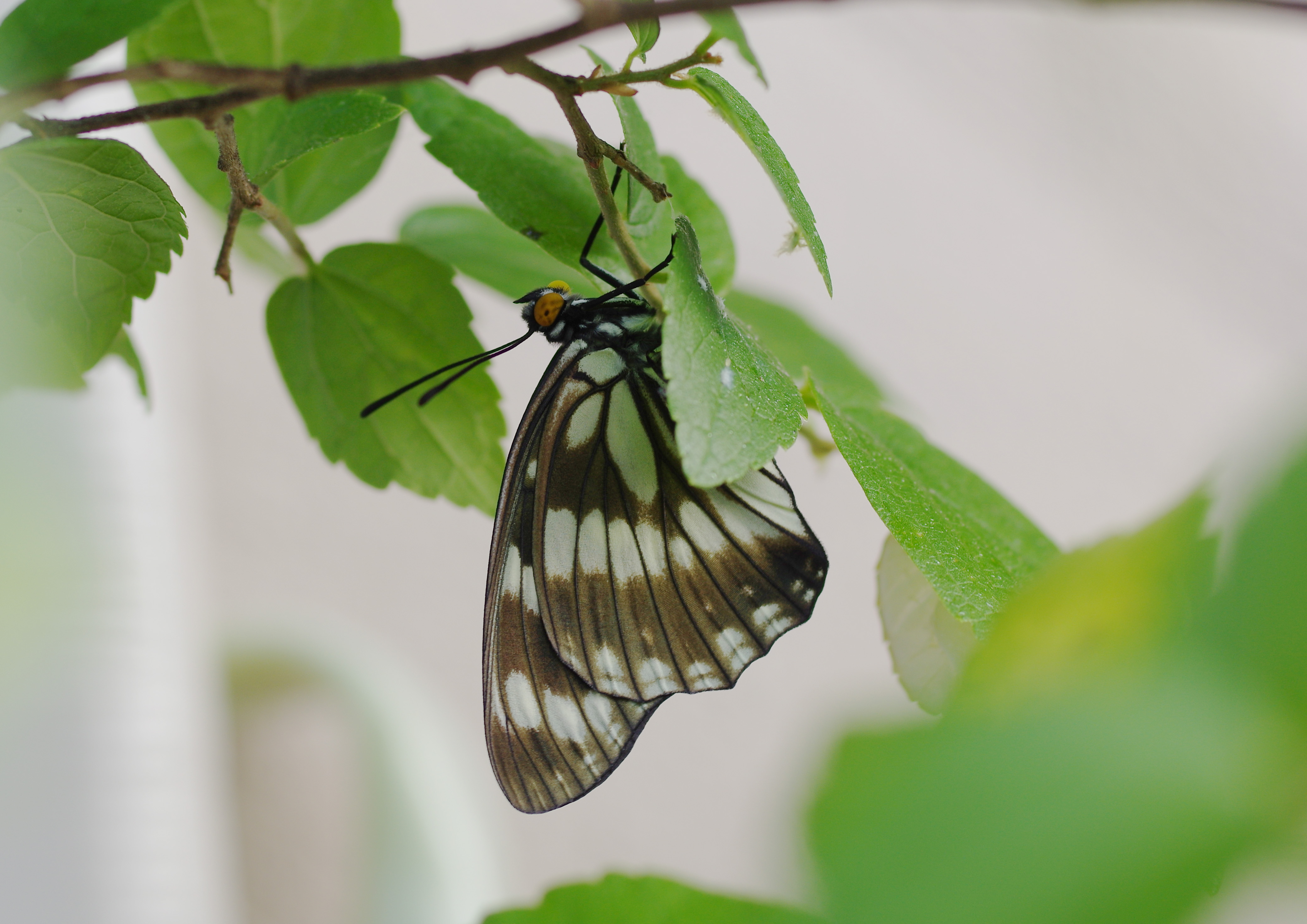 ゴマダラチョウ