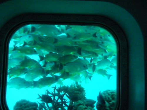 グアム旅行 フィッシュアイマリンパーク (15).JPG