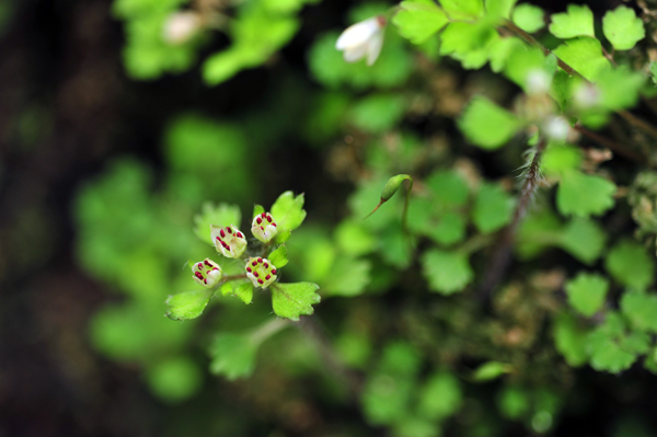DSC_4492白花猫の目草.jpg