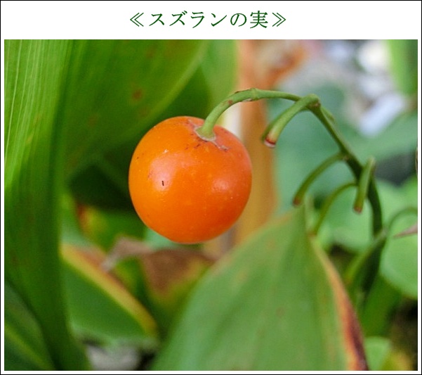 すずらんの実CIMG0936.JPG
