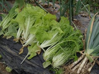 04鍋物野菜の収穫