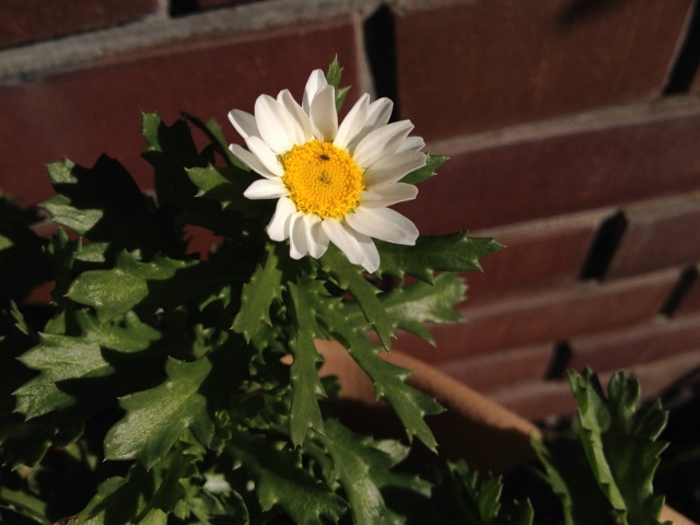 IMG_2568 (640x480).jpg