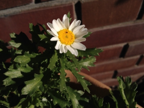 IMG_2568 (640x480).jpg