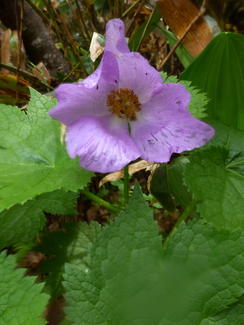 至仏山の花7.jpg