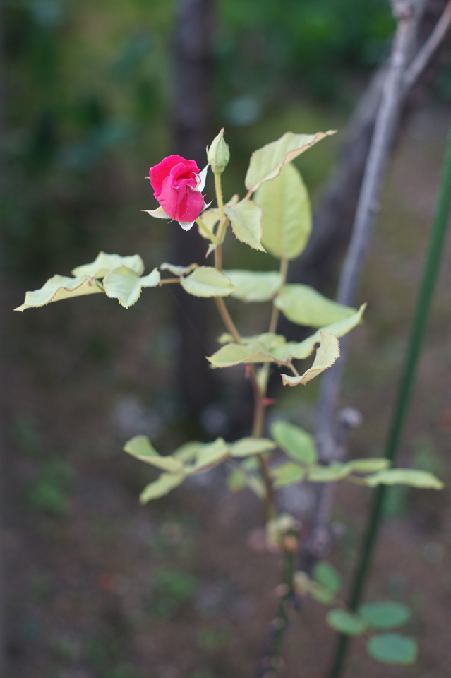 DSC00521 s.JPG