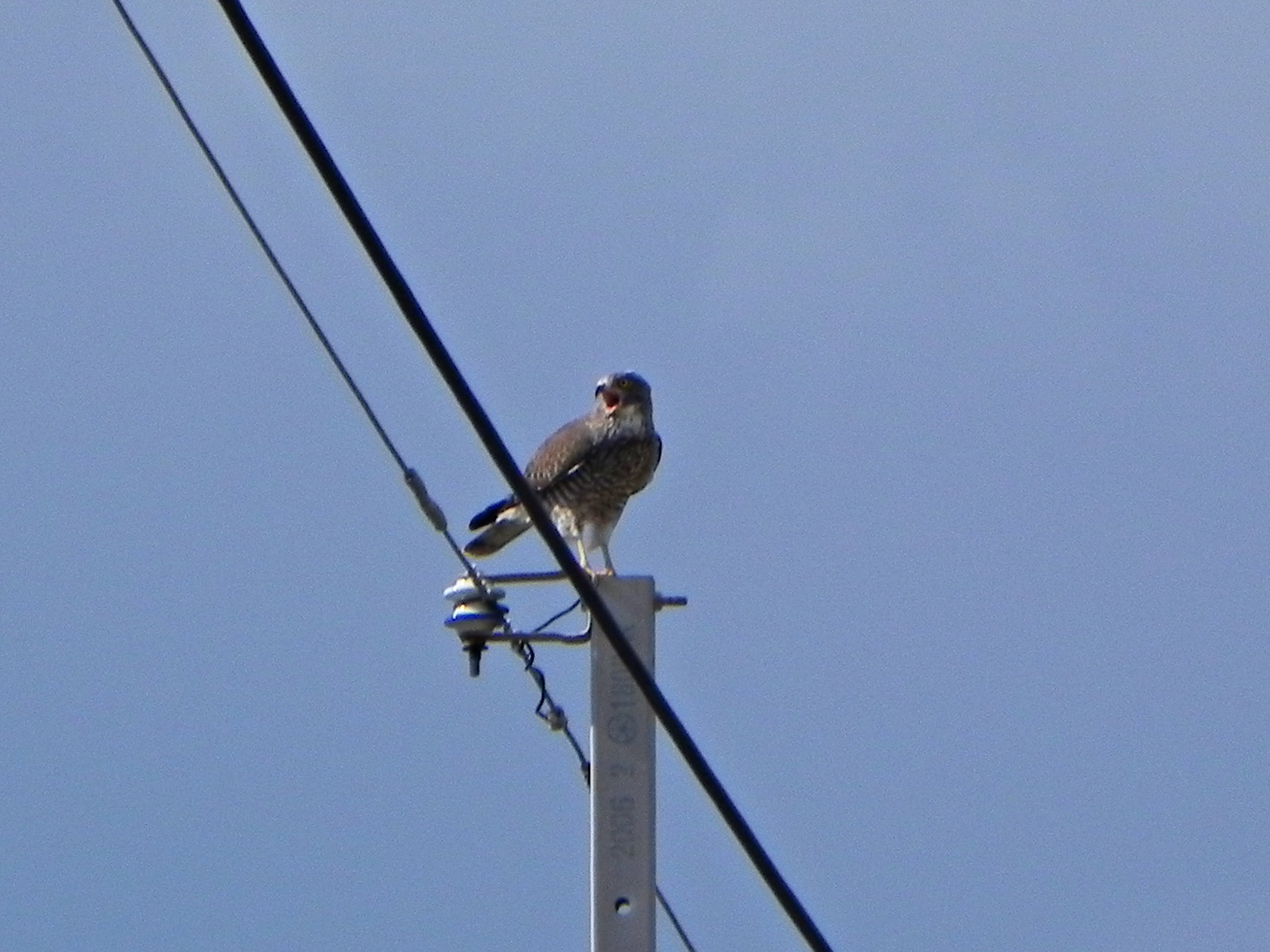 DSCN36451.JPG