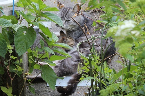 最後の子猫 (6).JPG