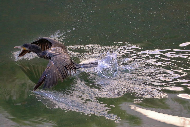 P95A0215 (800x533).jpg