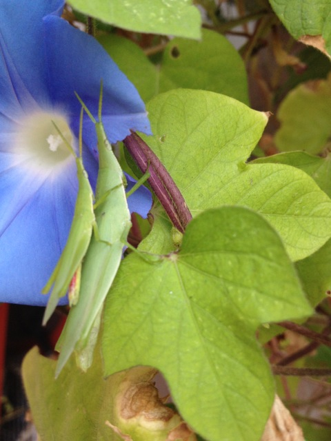 201209151610_8561_iphone.jpg