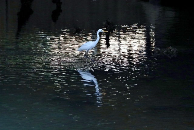 CJ9I1921 (640x427).jpg