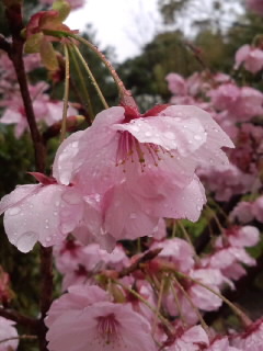 濃いピンクの桜2015