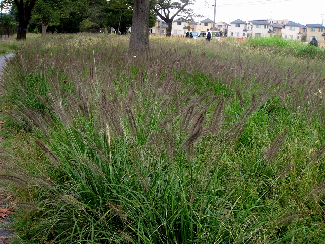 005チカラシバ2012.10.14.JPG