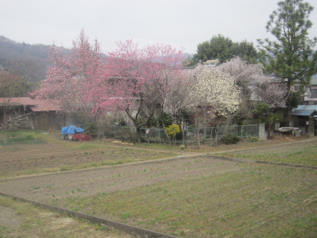 桜