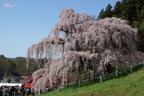 0428滝桜３.jpg