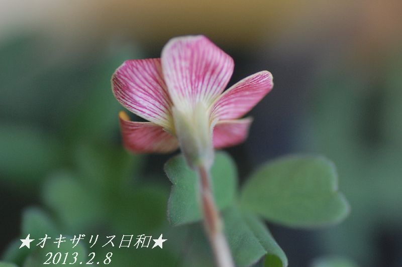 DSC_6348.JPG