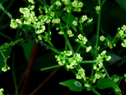 アカネの花 秋の高尾山での自然観察 続き その1 しろうと自然科学者の自然観察日記 楽天ブログ