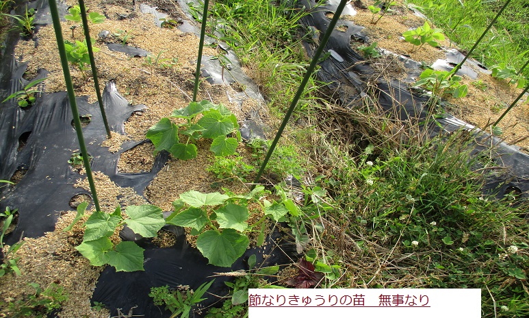 きゆうりなえ.JPG