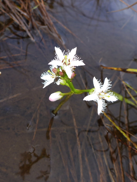 狂い咲きの花たち201310202.jpg