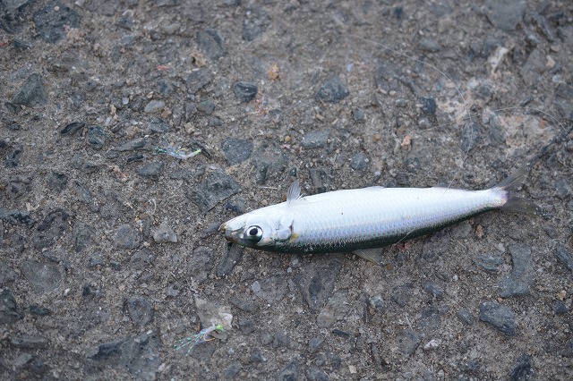 showPhoto (640×426)