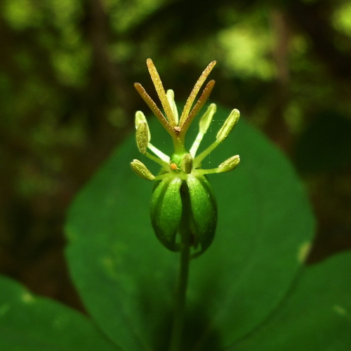 田代山の花520140524.jpg