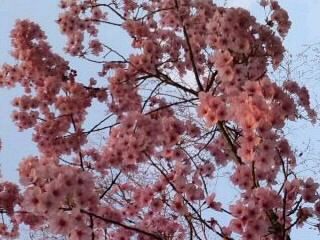 ヨウコウザクラ一足先に見頃2017