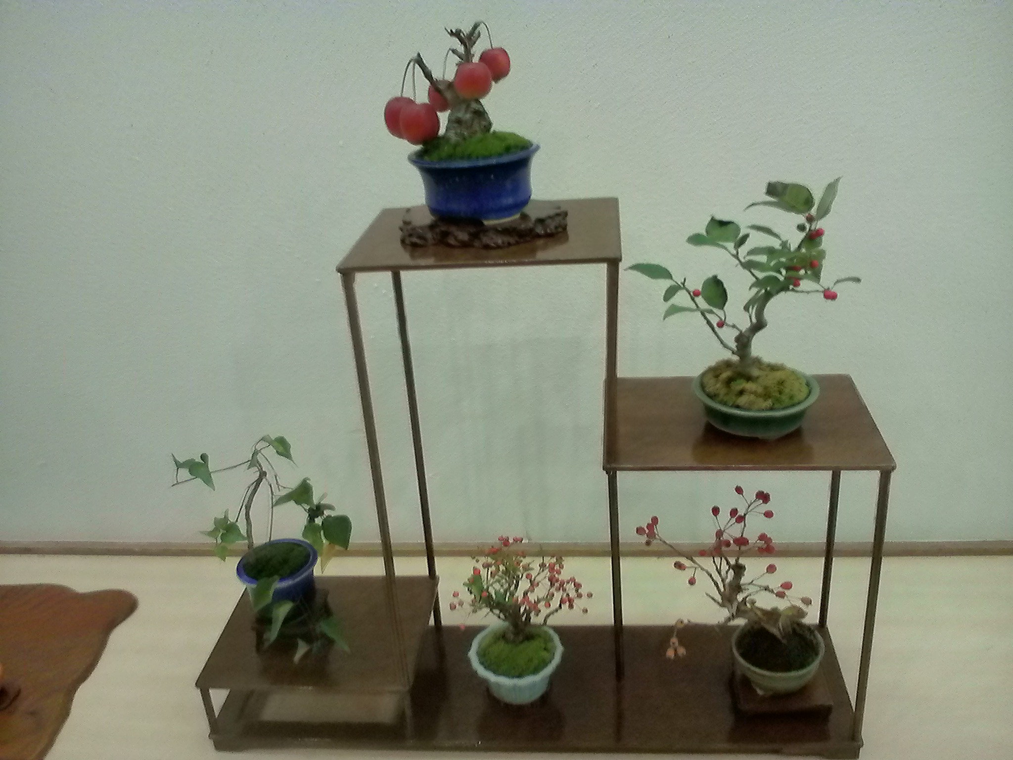 ミニ盆栽10-19 (2).JPG