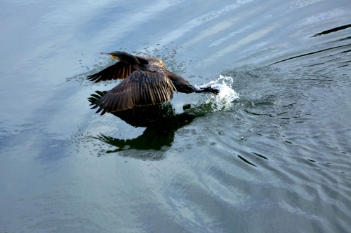 B97A6384 (1024x683) (2).jpg