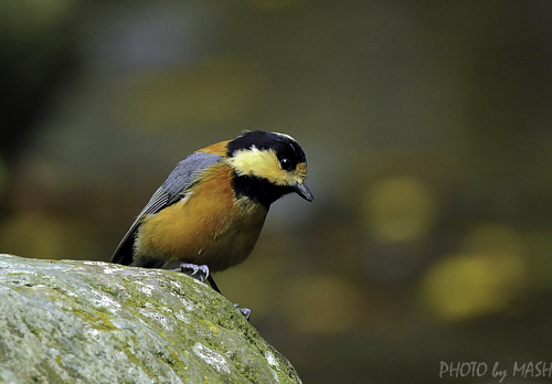 シジュウカラの仲間たち Tit Family 鳥撮り夫婦の 野鳥 写真 ブログ 週末限定鳥見の世界 Bird Photo Blog By Birding Couple 楽天ブログ