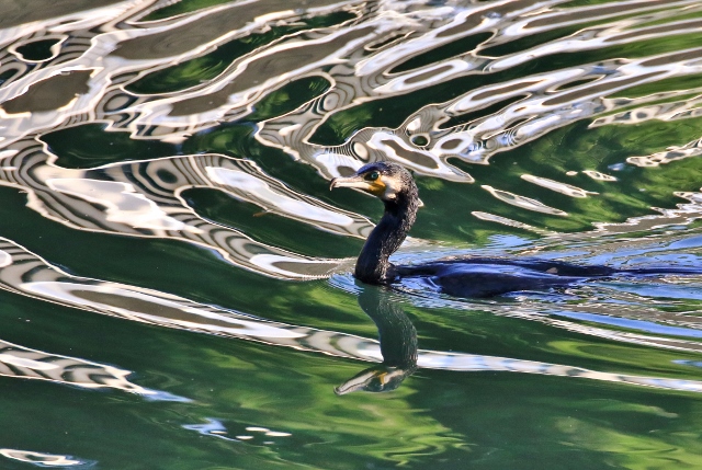 P95A5266 (640x429).jpg