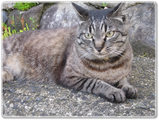 9669トラ３才_9669.jpg
