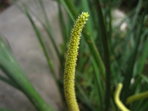 葉や小花の形も異なりサトイモ科からショウブ科に分類されたセキショウの花 自然観察の振返り 16 サトイモ科の植物 第10回 最終回 しろうと自然科学者の自然観察日記 楽天ブログ