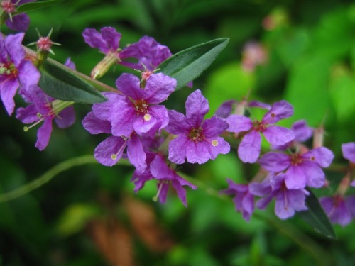 ミソハギの花 夏 8月下旬 の高尾山での自然観察 その23 しろうと自然科学者の自然観察日記 楽天ブログ