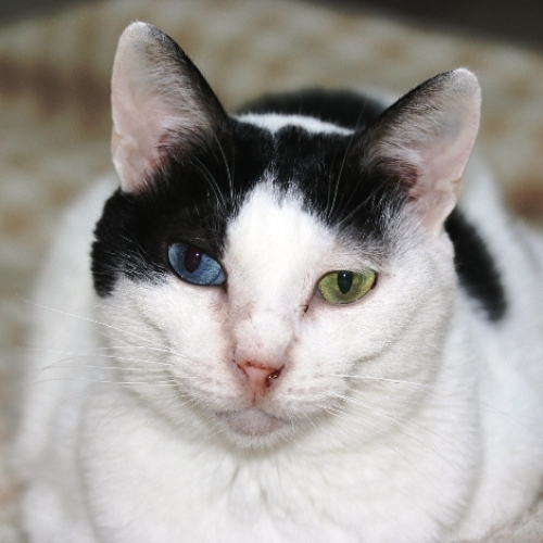 家族紹介用画像フォルダ