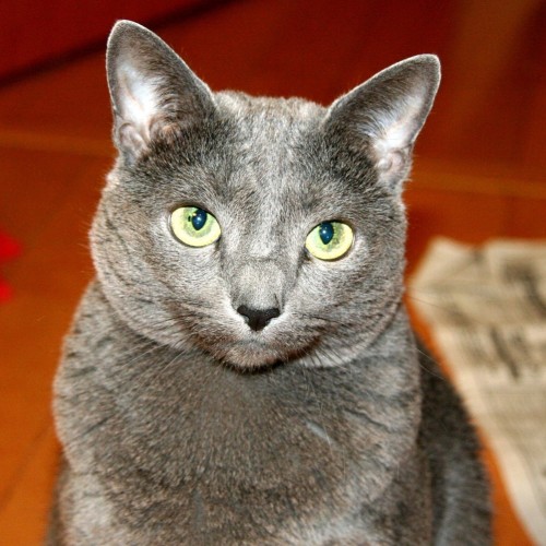 家族紹介用画像フォルダ