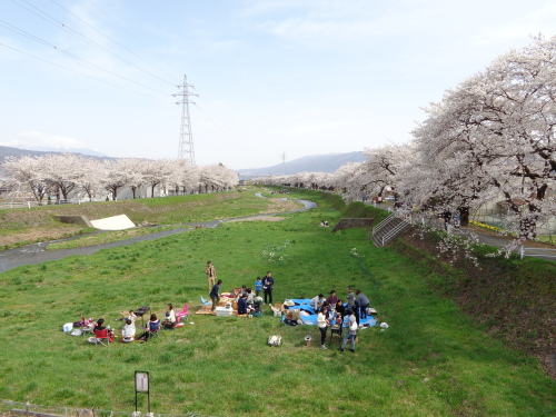 3横河川桜ー4.JPG