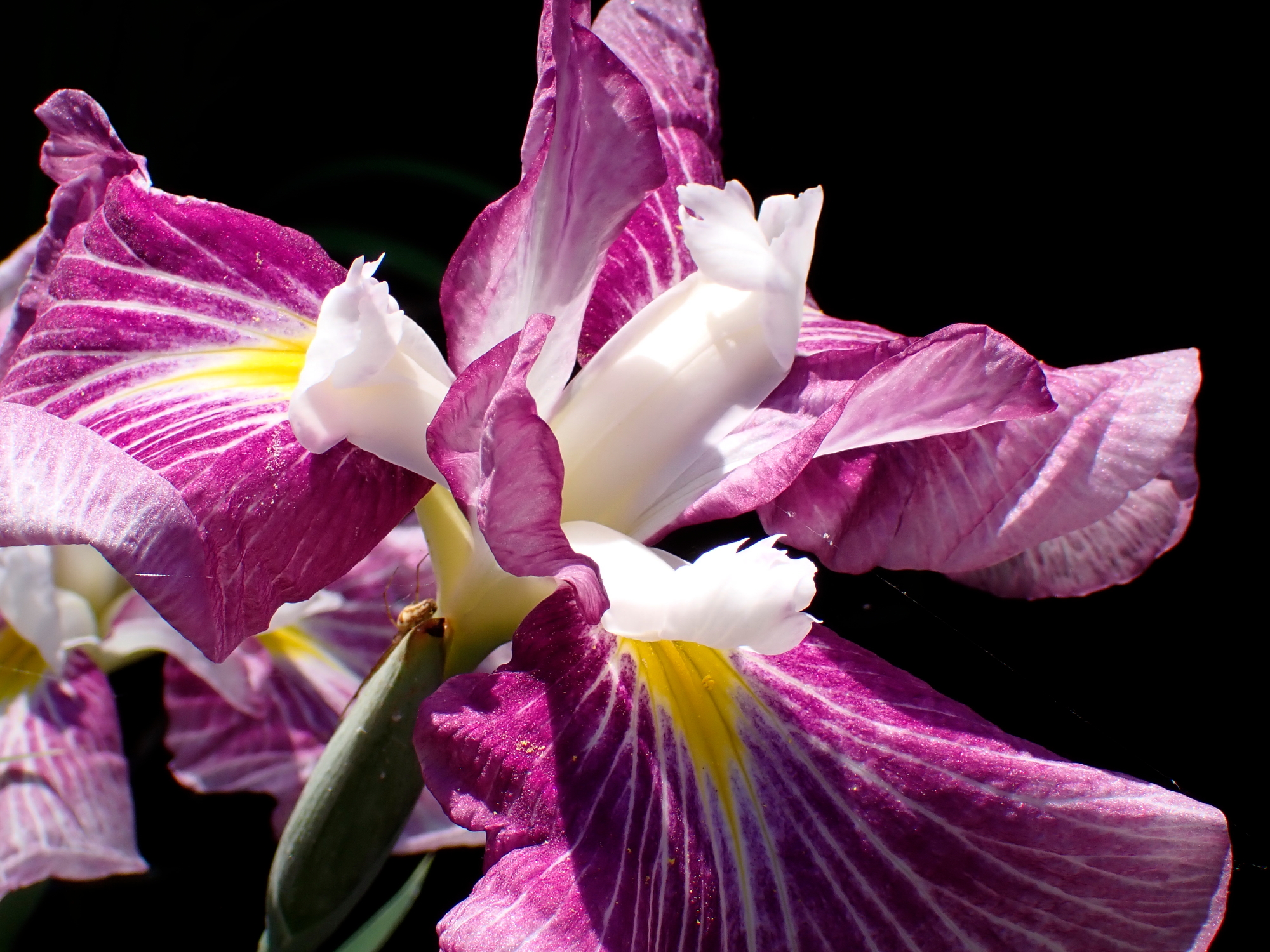 _6070103.JPG