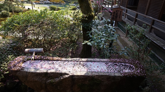 20160323 10225501.JPG