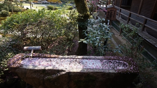 20160323 10225501.JPG