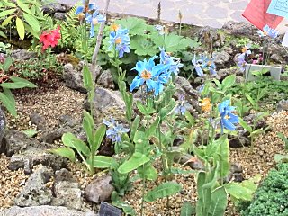 咲くやこの花館　ヒマラヤの青いケシ.jpg