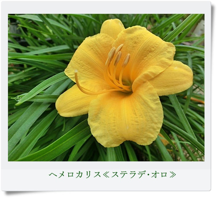 トップステラデオロ2013-09-13_08-27-32.JPG