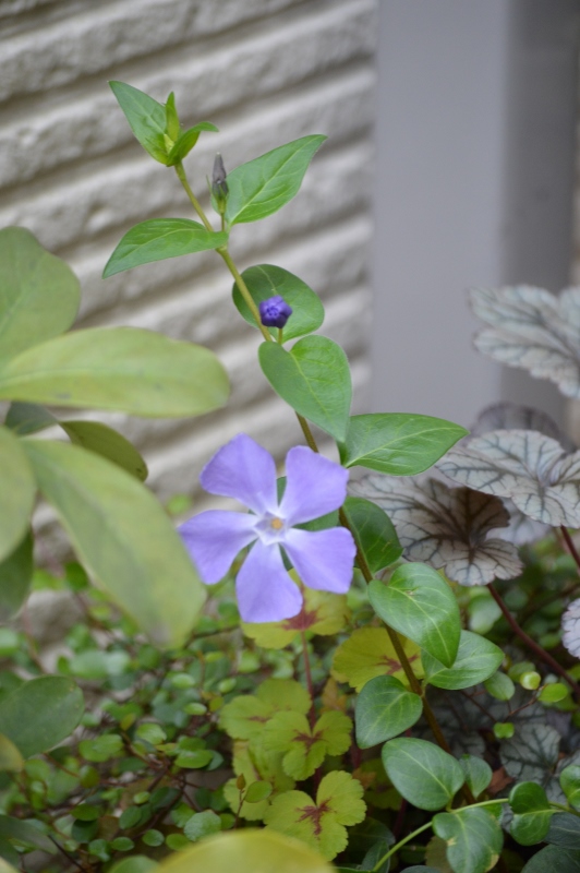 DSC_0610 (532x800).jpg