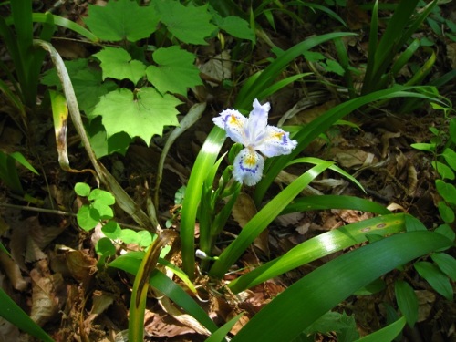 シャガの花 外花被 内花被 雌蕊花柱が3個ずつあり 一見すると9枚の花びらのように見えます 昭和記念公園での自然観察 その5 しろうと自然科学者の自然観察日記 楽天ブログ