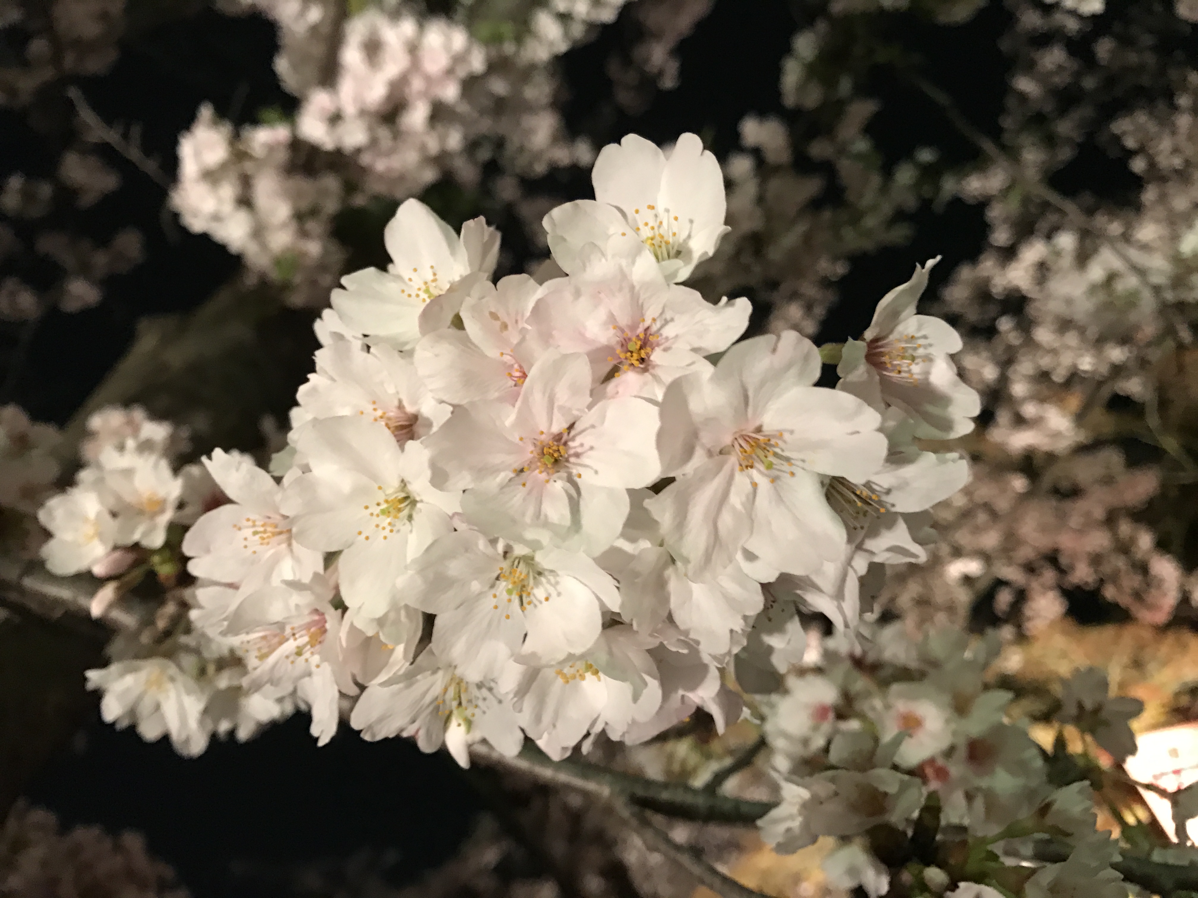 夜桜　6