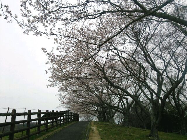 ☆　桜の道.JPG