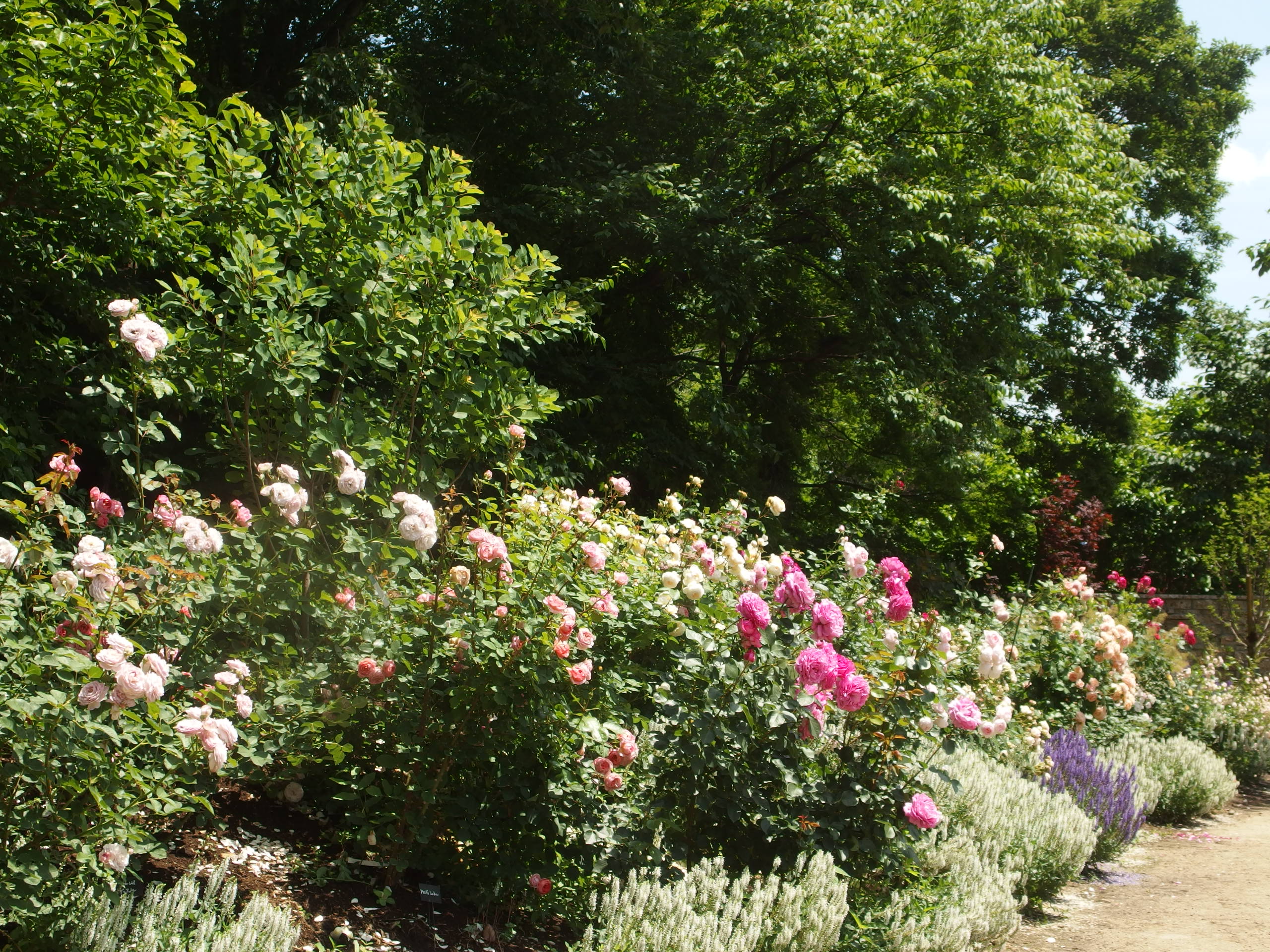 2015-06-10 12.03.43.jpg