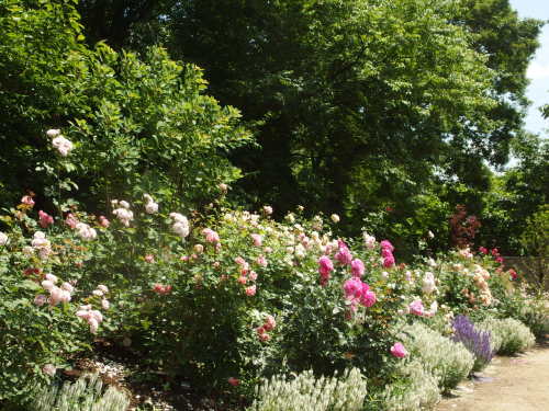 2015-06-10 12.03.43.jpg