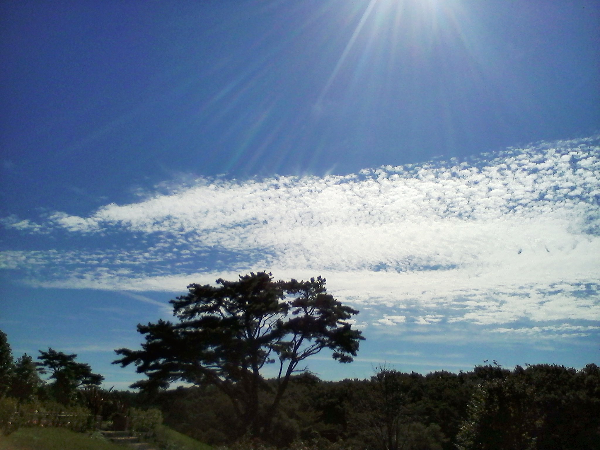 ヤクライガーデン2016年 (10).JPG