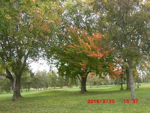 autumn leaves.jpg