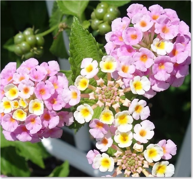 105足元にランタナ？R