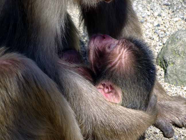 令和最初の赤ちゃん (13).JPG
